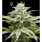DNA GENETICS - Island