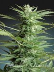 ADVANCED SEEDS - Sweet Dwarf Automatic