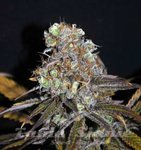 ! CBD Critical Mass (ODMIANA MEDYCZNA)