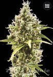 BULK SEED BANK - Auto Amnesia Haze