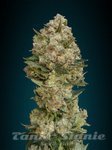 ADVANCED SEEDS - Critical