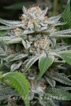 DINAFEM - Gorilla