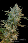 Haze Gom - GRASS-O-MATIC