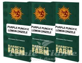 Purple Punch x Lemon Drizzle - BARNEY'S FARM - 6