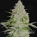 AK47 F1