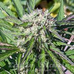 Amnesia Lemon Fast Version