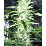 Amnesia XXL Auto