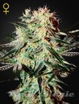 Arjan's Strawberry Haze - GREEN HOUSE SEEDS