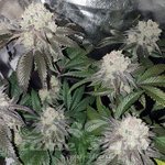 Banana Cake - INHOUSE GENETICS