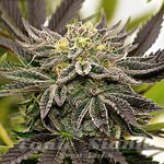 Blueberry x Mazar Auto