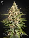 Bubba Slush - GREEN HOUSE SEEDS