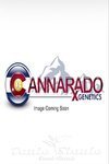 Chocolope Sundae - CANNARADO GENETICS