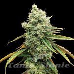 CBD Grapefruit (Odmiana Medyczna)