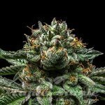 Chempie - RIPPER SEEDS
