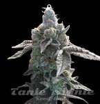 Cream & Cookies