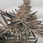 Deluxe Sugar Cane - INHOUSE GENETICS 