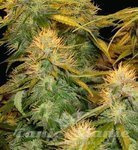 DNA Mix Pack - DNA GENETICS