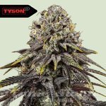 Dynamite Diesel - ROYAL QUEEN SEEDS X TYSON 2.0