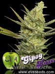Gipsy Haze - EVA SEEDS