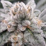 Gary Burger - ELEV8 SEEDS