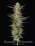 Gazzurple - HUMBOLDT SEEDS COMPANY