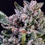 Gelato 41 - ATLAS SEEDS