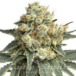 Godfather OG Auto