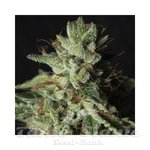 Gorilla Candy - EVA SEEDS