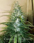 Gorilla Glue Auto