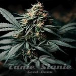Gorilla Glue F1 Auto