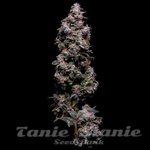 Hazy Kush S1 - Green Bodhi