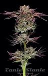 Jelly Donutz Auto - HUMBOLDT SEEDS COMPANY