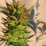 B. Lee Auto - KANNABIA SEED