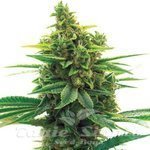 Khalifa Kush