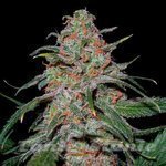 Lemon Skunk 