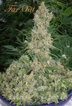 Far Out - MANDALA SEEDS