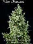 White Bhutanese - MANDALA SEEDS