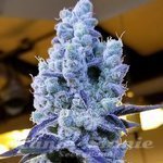 Mandarin Cookies V2 - ETHOS GENETICS