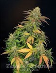 Mister Kush