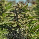 Peanut Butter Souffle - ATLAS SEEDS