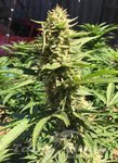 Pineapple Chunk