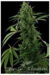 Pineapple Chunk Auto