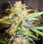 Pineapple Express Auto