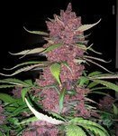Purple Lemonade Auto
