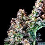Purple Punch - ATLAS SEEDS