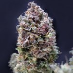Purple Punch Auto