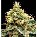 Confidential Cheese - RESERVA PRIVADA