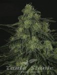 Black Valley - RIPPER SEEDS