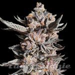 RS11 x Apple Fritter