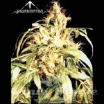 Blueberry Bud - SAGARMATHA